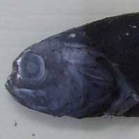 クリックで拡大表示