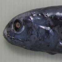 クリックで拡大表示