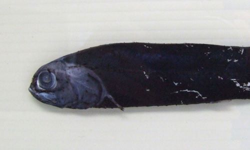 セキトリイワシ | 魚類 | 市場魚貝類図鑑