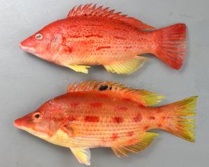 クリックで拡大表示