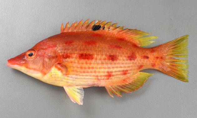 30cm SL 前後になる。体高があり吻部がとがり狐(キツネ)を思わせる。背鰭に黒斑があり、体側に2列の赤い斑紋の列がある。