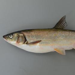 マルタ マルタウグイ 市場魚貝類図鑑 マルタ マルタウグイ 市場魚貝類図鑑