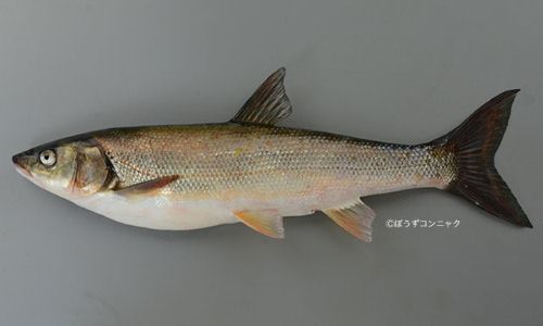 マルタ マルタウグイ 市場魚貝類図鑑 マルタ マルタウグイ 市場魚貝類図鑑