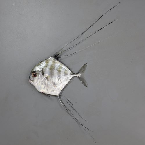 イトヒキアジ 魚類 市場魚貝類図鑑 イトヒキアジ 魚類 市場魚貝類図鑑