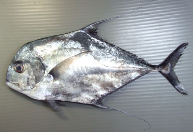 SL1m前後になる。幼魚は身体が真四角に近く、背鰭、尻鰭が長い。頭部は背から吻にかけて丸みを帯びて目の先で直線的になる。成魚になると背鰭、尻鰭が短くなり、身体が長くなる。[SL55cm]