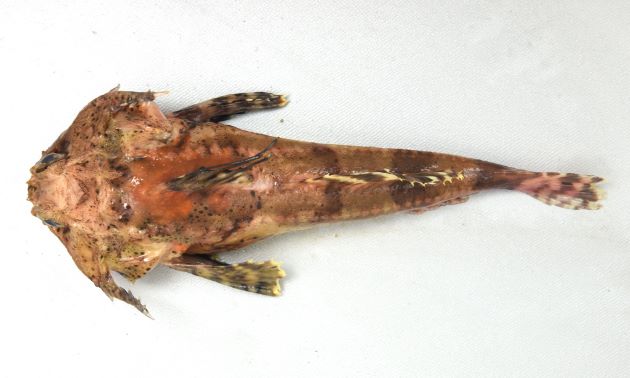 28cm SL 前後になる。頭頭が大きく前鰓蓋骨のいちばん上の棘は強く長く上にはノコギリ状の棘が並ぶ。側線には瘤のような板状突起がある。頭の後部にも強い棘があり、花魁の刺すかんざしに似ているので「花魁鰍」とも呼ばれている。