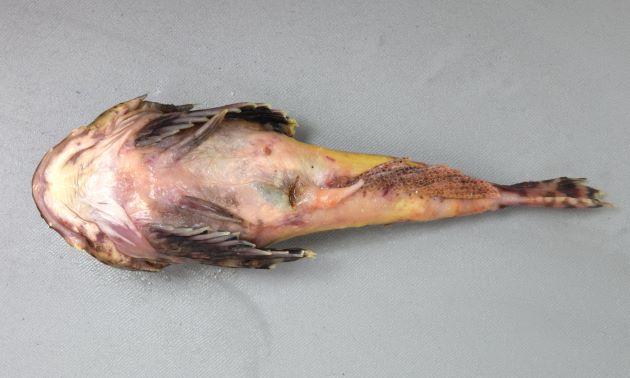 28cm SL 前後になる。頭頭が大きく前鰓蓋骨のいちばん上の棘は強く長く上にはノコギリ状の棘が並ぶ。側線には瘤のような板状突起がある。頭の後部にも強い棘があり、花魁の刺すかんざしに似ているので「花魁鰍」とも呼ばれている。