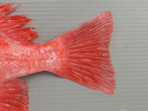 クリックで拡大表示 ホウズキとアコウダイの見分け方