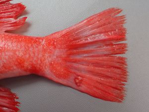 クリックで拡大表示 ホウズキとアコウダイの見分け方