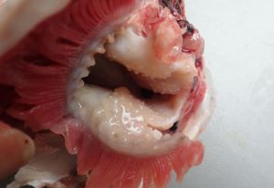 クリックで拡大表示