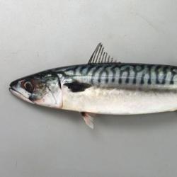タイセイヨウサバ ノルウェーサバ 市場魚貝類図鑑