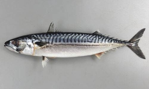 いさばのさば 楽天市場】”笹の葉ひもの さば” 約250〜350g×8尾 鯖の干物 送料