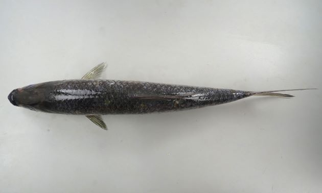 最大150cm TL になる。多くは80cm SL 前後。側へんし、やや細長く目が大きい。背鰭の最後の軟条はヒモ状に伸びる。鱗は非常に大きく側線鱗数は30-40。