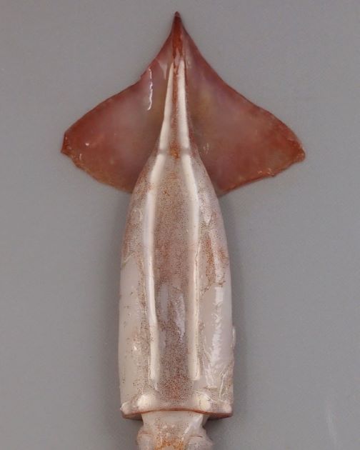 外套長20センチ前後。スルメイカに似て、先端部にかけて円錐形に細まる。腹側に二本の筋状発光器があり、頭部にまで続く。耳は大きい。［腹］