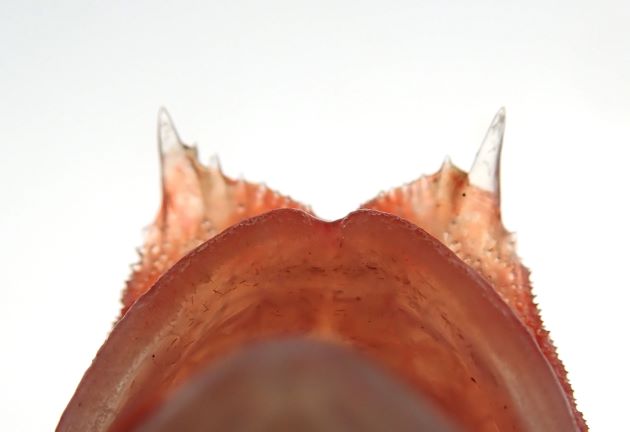 吻に棘がありいちばん端の２棘が取り分け大きく、内側の棘は小さい。