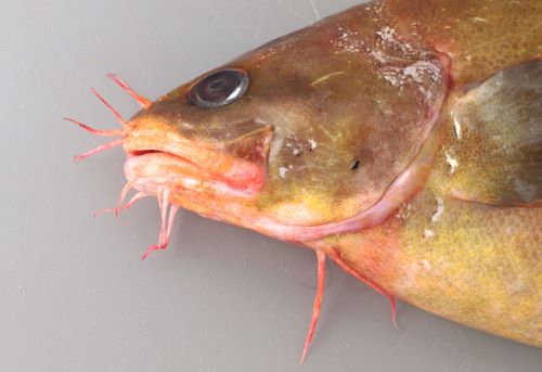 お魚 イタチウオ | 魚類 | 市場魚貝類図鑑