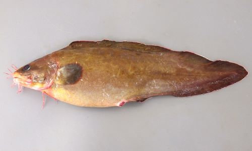 お魚 イタチウオ | 魚類 | 市場魚貝類図鑑