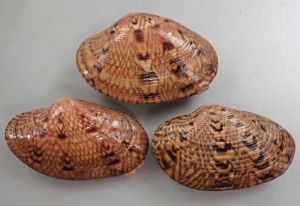 クリックで拡大表示