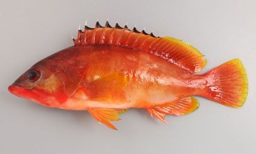 アカハタ | 魚類 | 市場魚貝類図鑑