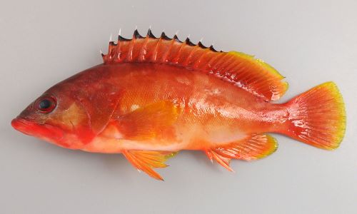 アカハタ 魚類 市場魚貝類図鑑 アカハタ 魚類 市場魚貝類図鑑