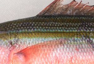 クリックで拡大表示