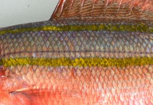 クリックで拡大表示