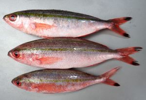 クリックで拡大表示