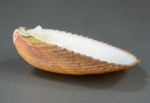 クリックで拡大表示