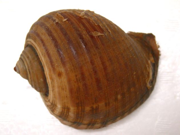 殻長24cm前後。非常に大型でバスケットボールくらいになる。貝殻は薄く螺肋は低く、肋間に細い二次肋がある。