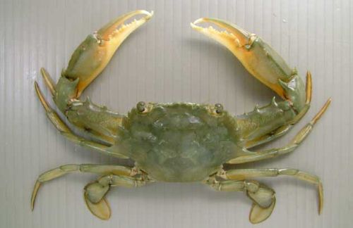 ホンコンイシガニ | 甲殻 | 市場魚貝類図鑑