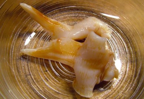 コケライシカゲガイ 軟体 市場魚貝類図鑑