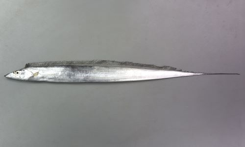 お魚 タチウオ | 魚類 | 市場魚貝類図鑑
