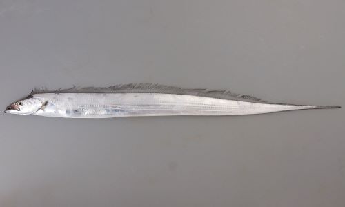 タチウオ 魚類 市場魚貝類図鑑 タチウオ 魚類 市場魚貝類図鑑