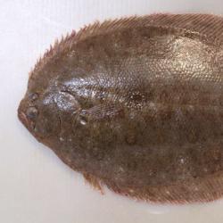 ガンゾウビラメ | 魚類 | 市場魚貝類図鑑
