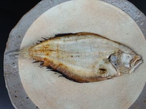 ガンゾウビラメ 魚類 市場魚貝類図鑑 ガンゾウビラメ 魚類 市場魚貝類図鑑