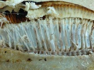クリックで拡大表示 ガンゾウビラメの骨