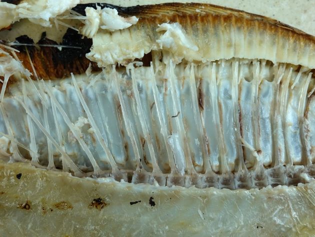 ガンゾウビラメの骨