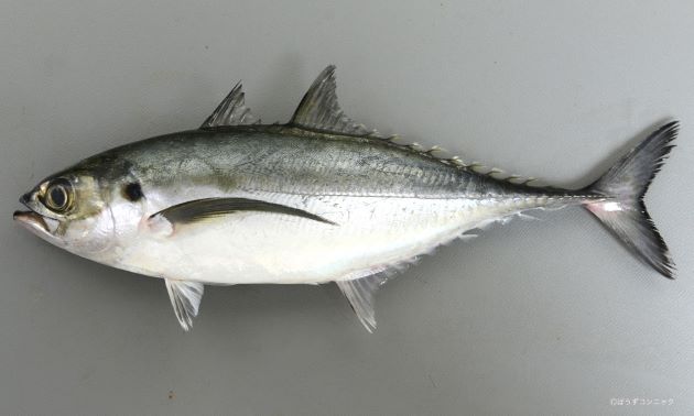 オニアジ 魚類 市場魚貝類図鑑 オニアジ 魚類 市場魚貝類図鑑