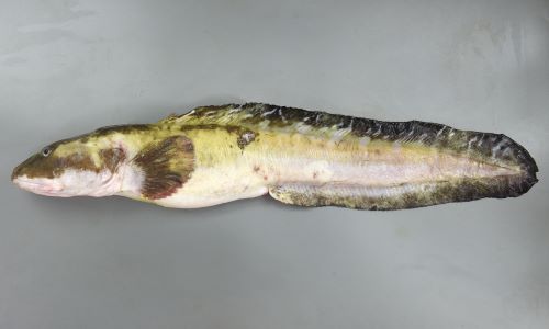 タナカゲンゲ 魚類 市場魚貝類図鑑 タナカゲンゲ 魚類 市場魚貝類図鑑