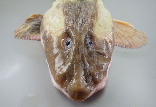 タナカゲンゲ 魚類 市場魚貝類図鑑