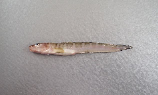 全長11cmの幼魚。
