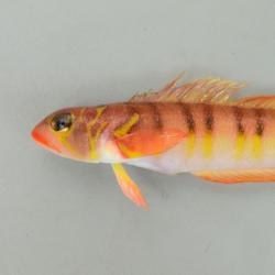 オキトラギス 魚類 市場魚貝類図鑑