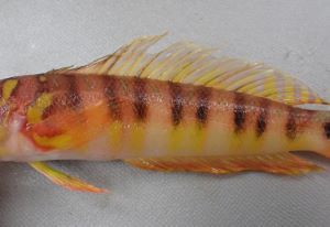 クリックで拡大表示