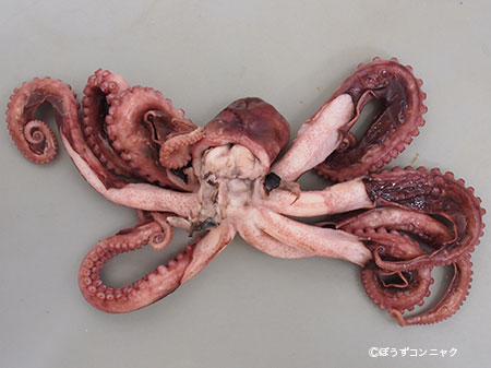 クリックで拡大表示 茹でチヒロダコ