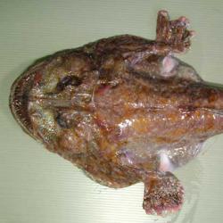 ヒメアンコウ属について 生物一覧ー 市場魚貝類図鑑 ヒメアンコウ属について 生物一覧ー 市場魚貝類図鑑