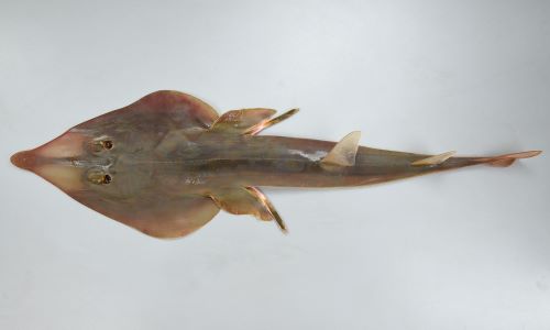サカタザメ 魚類 市場魚貝類図鑑