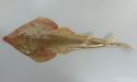 コモンサカタザメのサムネイル写真