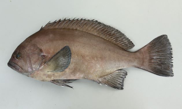 体長50cm SL 前後になる。鯛形で体高があり、側へん(左右に平たい)する。全体に焦げ茶、もしくは黒っぽく、まったく斑がない。