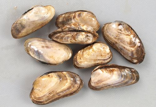 ウネナシトマヤガイ | 軟体 | 市場魚貝類図鑑