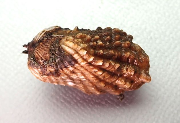 30mm SL 前後になる。前後に長い長方形で、貝殻は厚みがあって硬い。貝殻の表面には18本前後の強い放射肋がある。